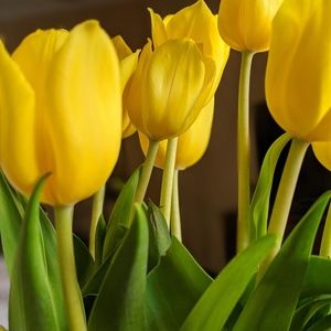 Meet your Posher, Jo